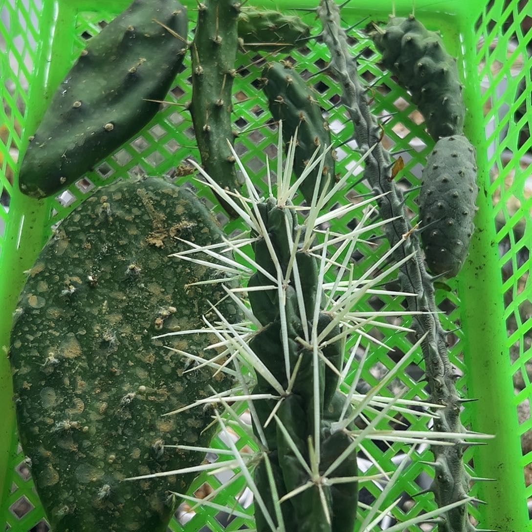 团扇9个品种仙人球66666666