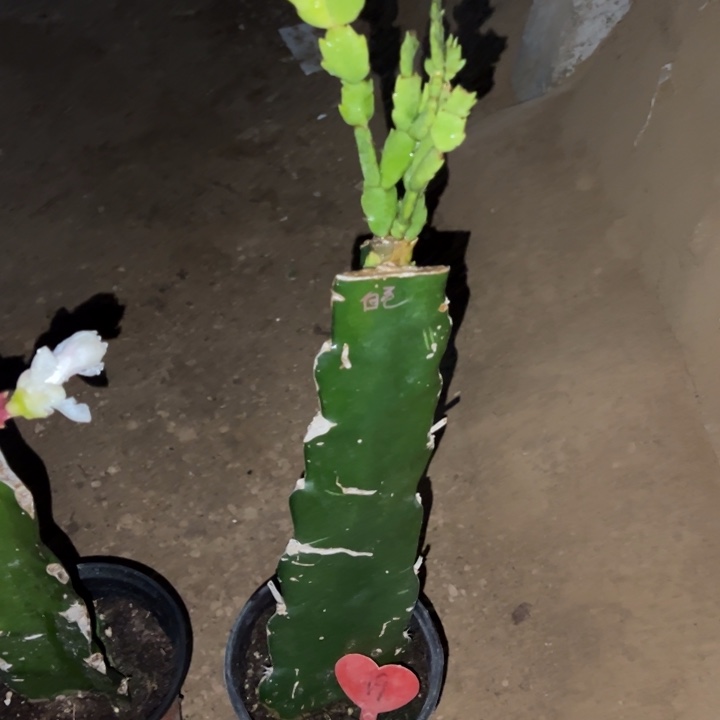 用***0当前无花栽培后可以开花白羽毛19