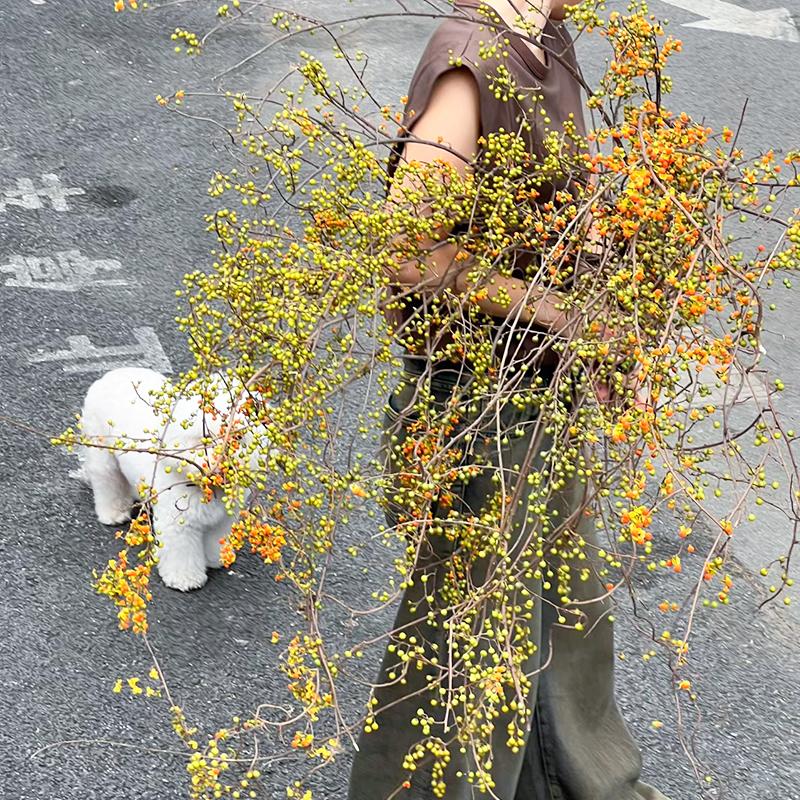南蛇藤鲜切枝鲜花水培植物家用插花中式花材可做干花云南基地直发