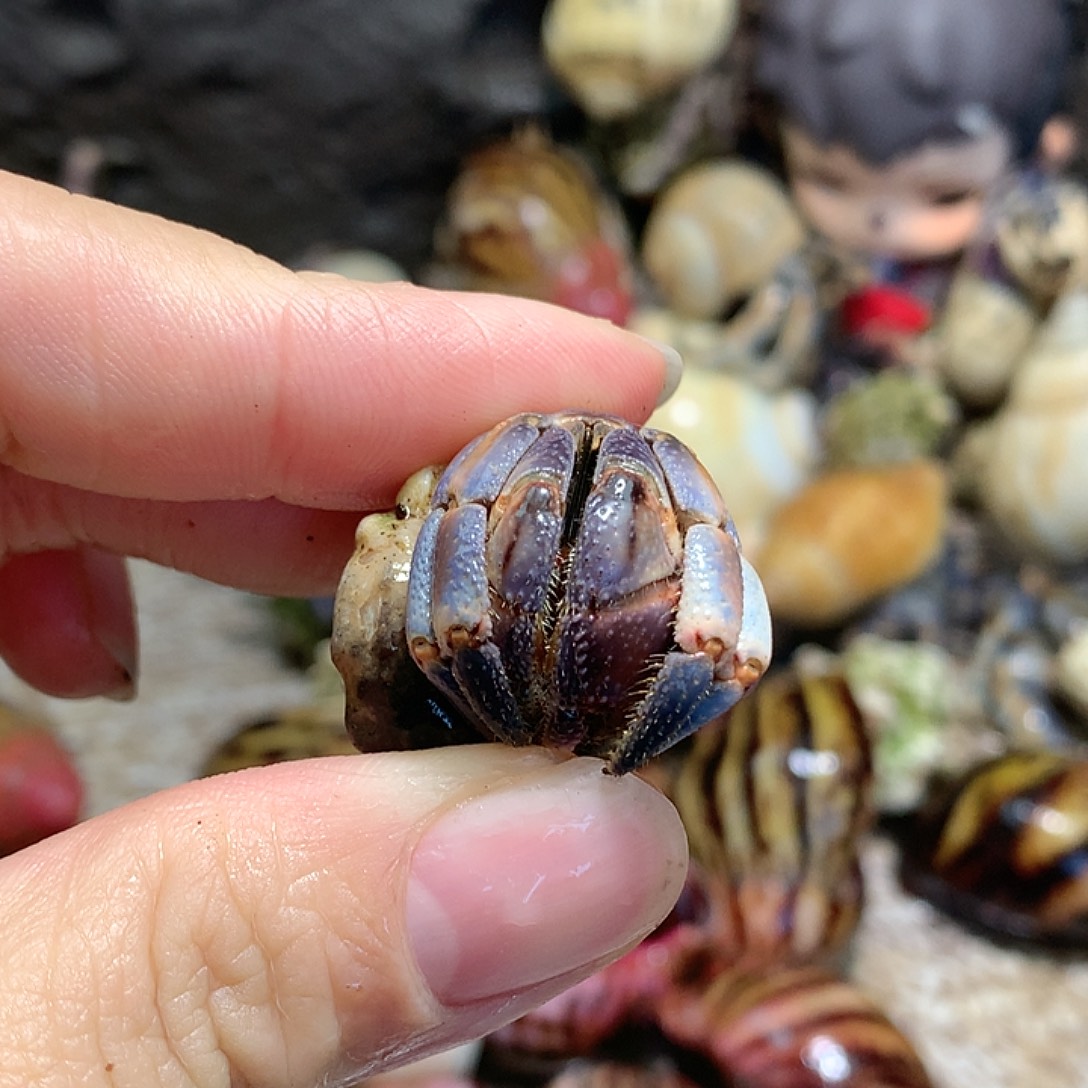 1.9口径奔跑的寄居蟹7号