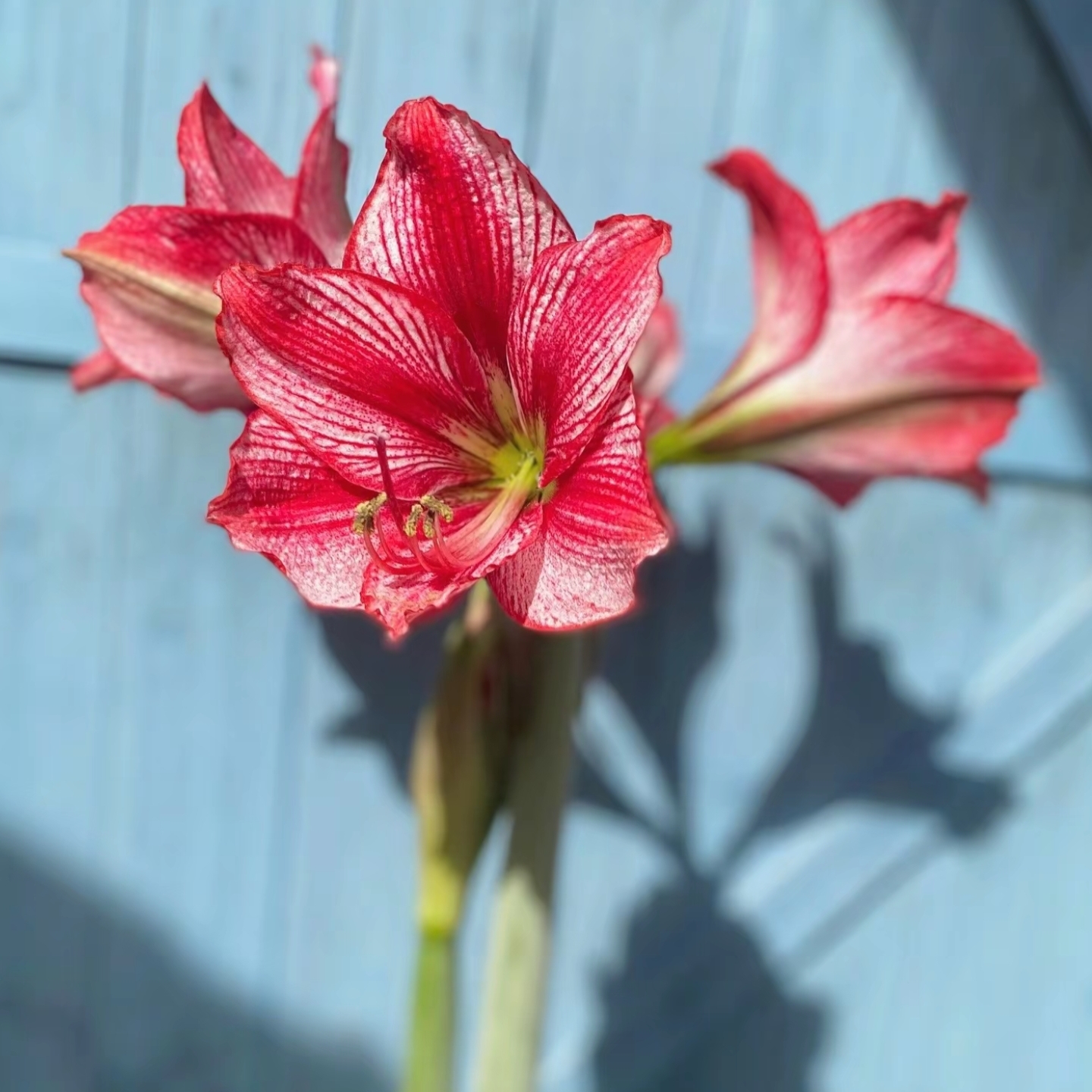 【启示】甜甜花园-秘鲁进口朱顶红种球-单瓣大花喷墨型