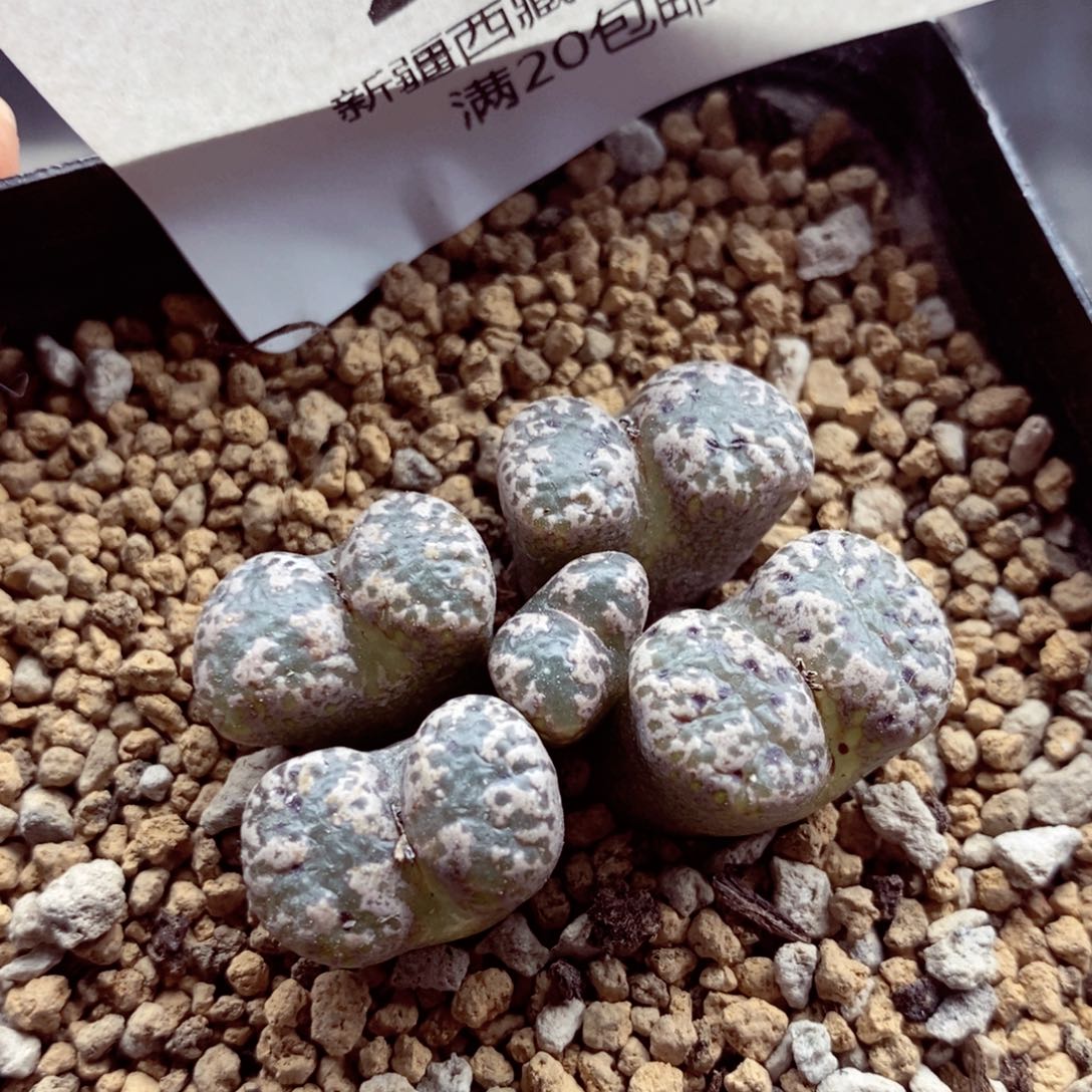 我的小姐姐们都是我的222