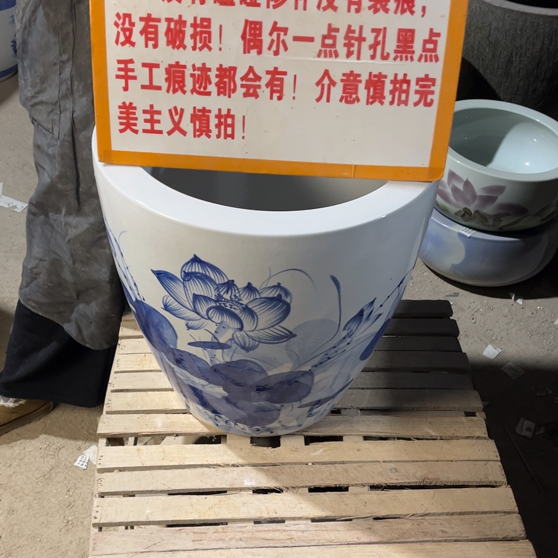 瓷片兰荷花43高度43.88888