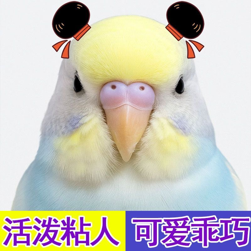 金彩大头虎皮鹦鹉适合家养亲人可上手宠物鸟