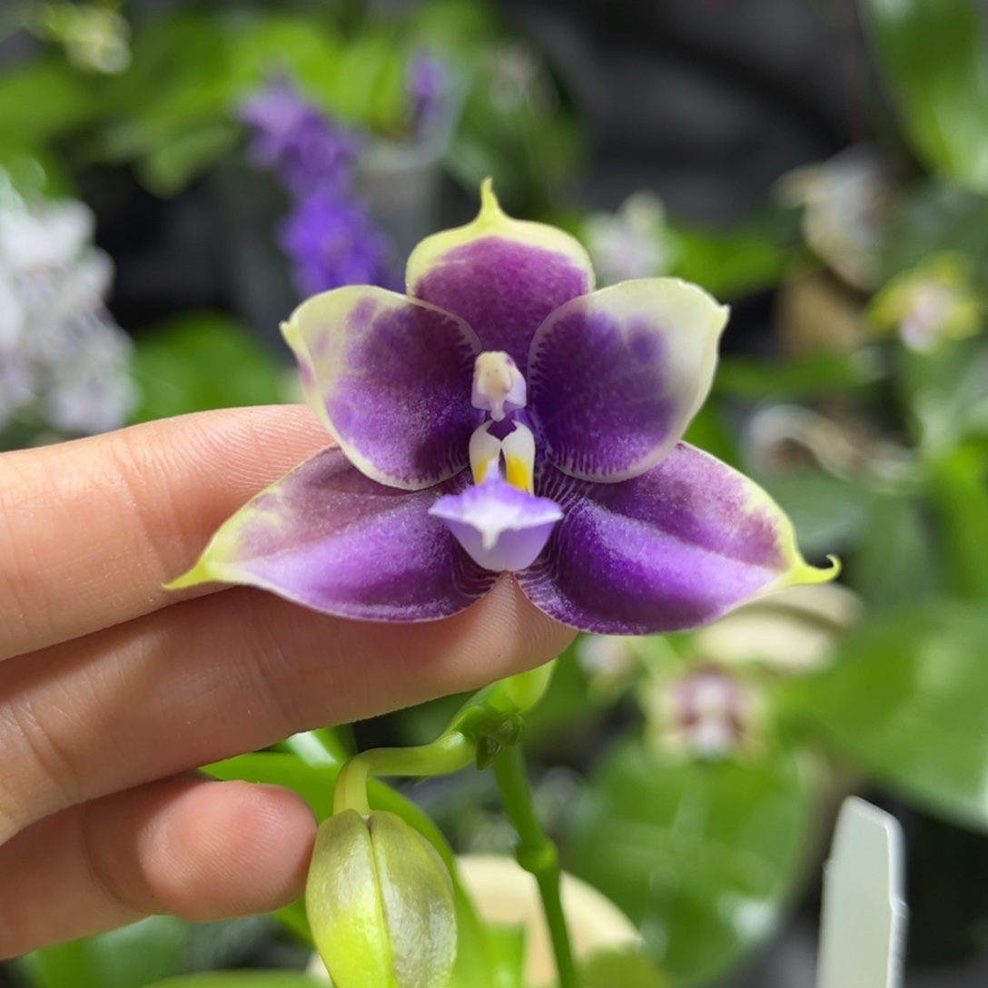 完全开放2.5寸yc77开花株