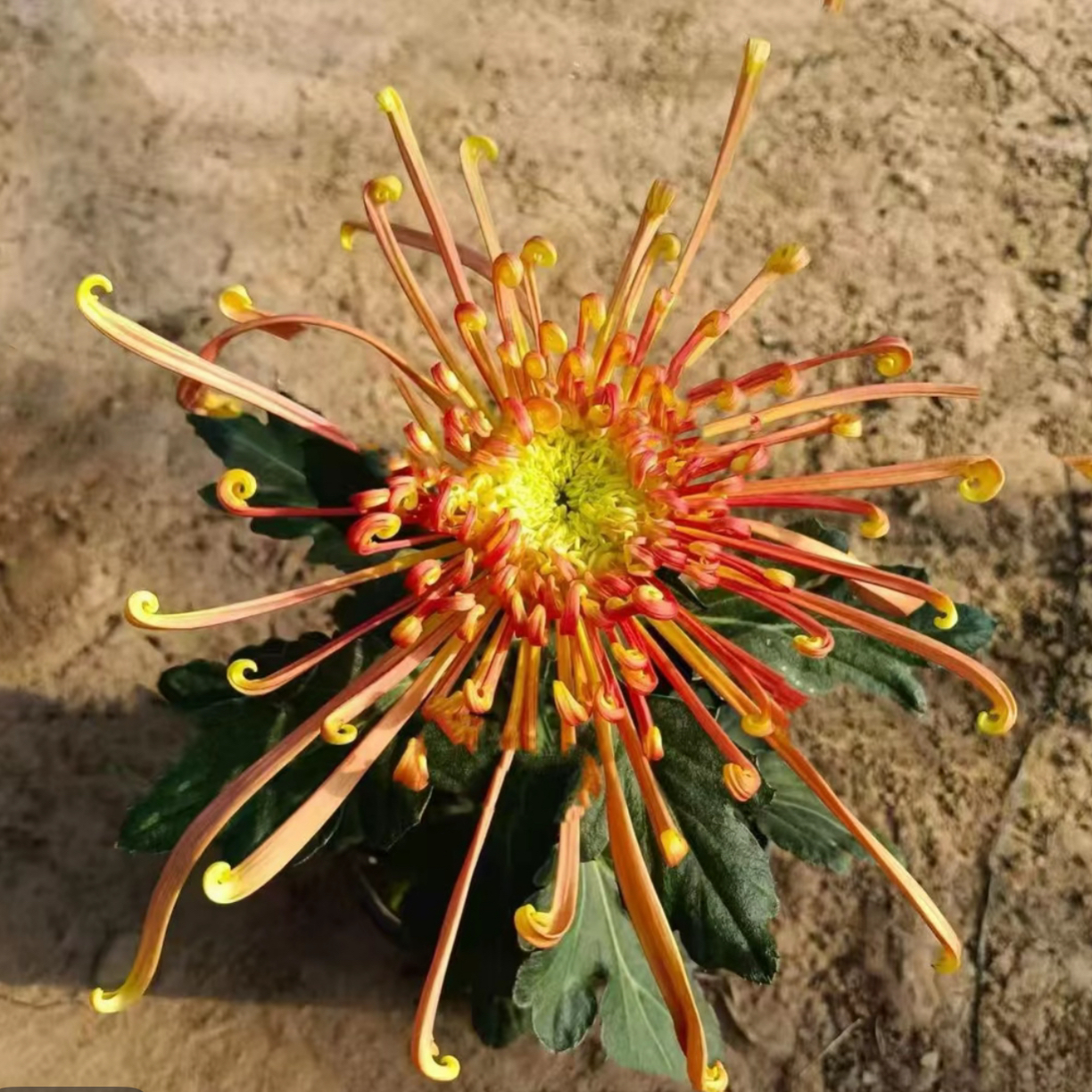 九月菊【金鸡报晓】大花富贵菊花，盆栽绿植室内好养活