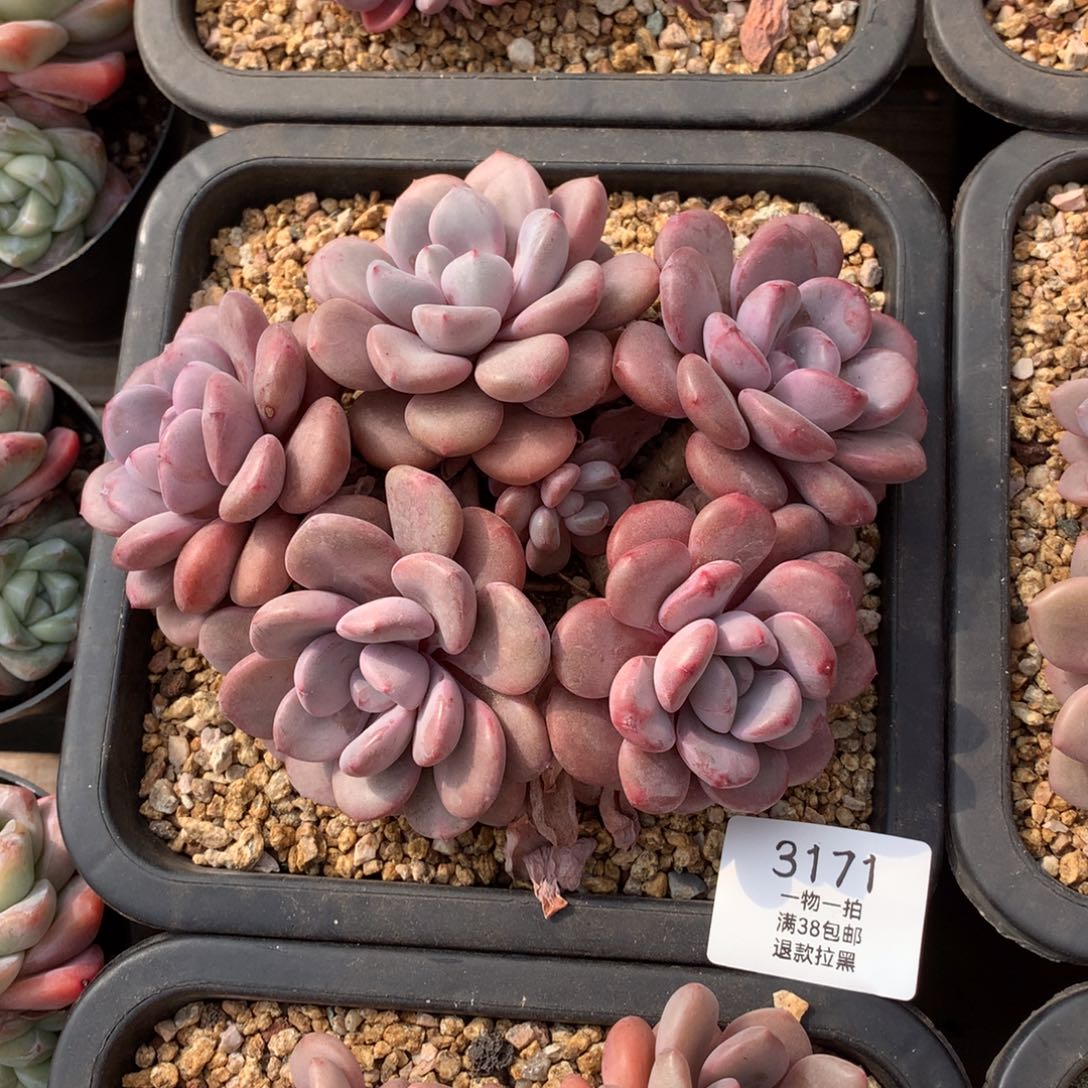 17厘米六头花斑鹿3171