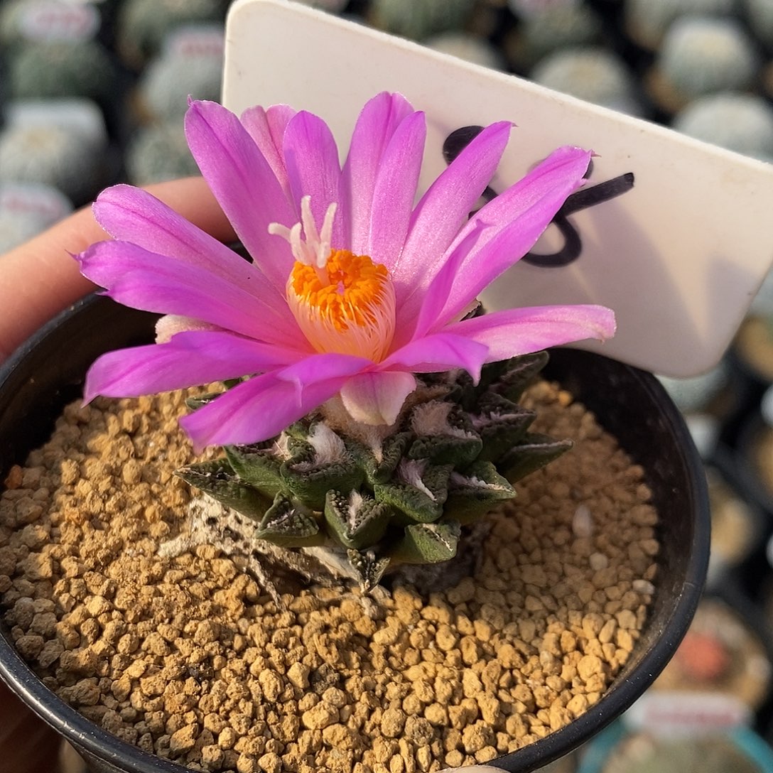 088实生黑牡丹系列产品的