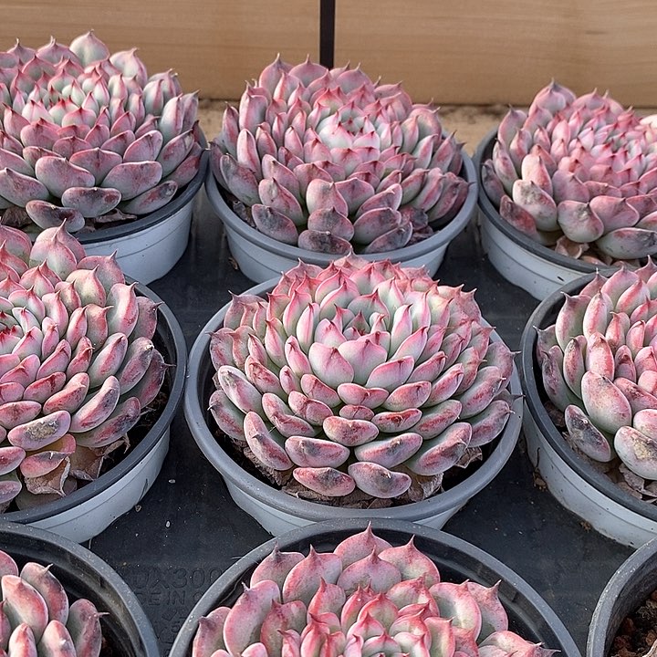 132马赛尔大单头 福利多多