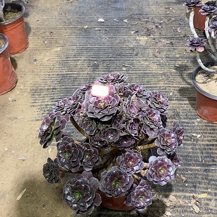 3。荷兰玫瑰多肉法师有修枝