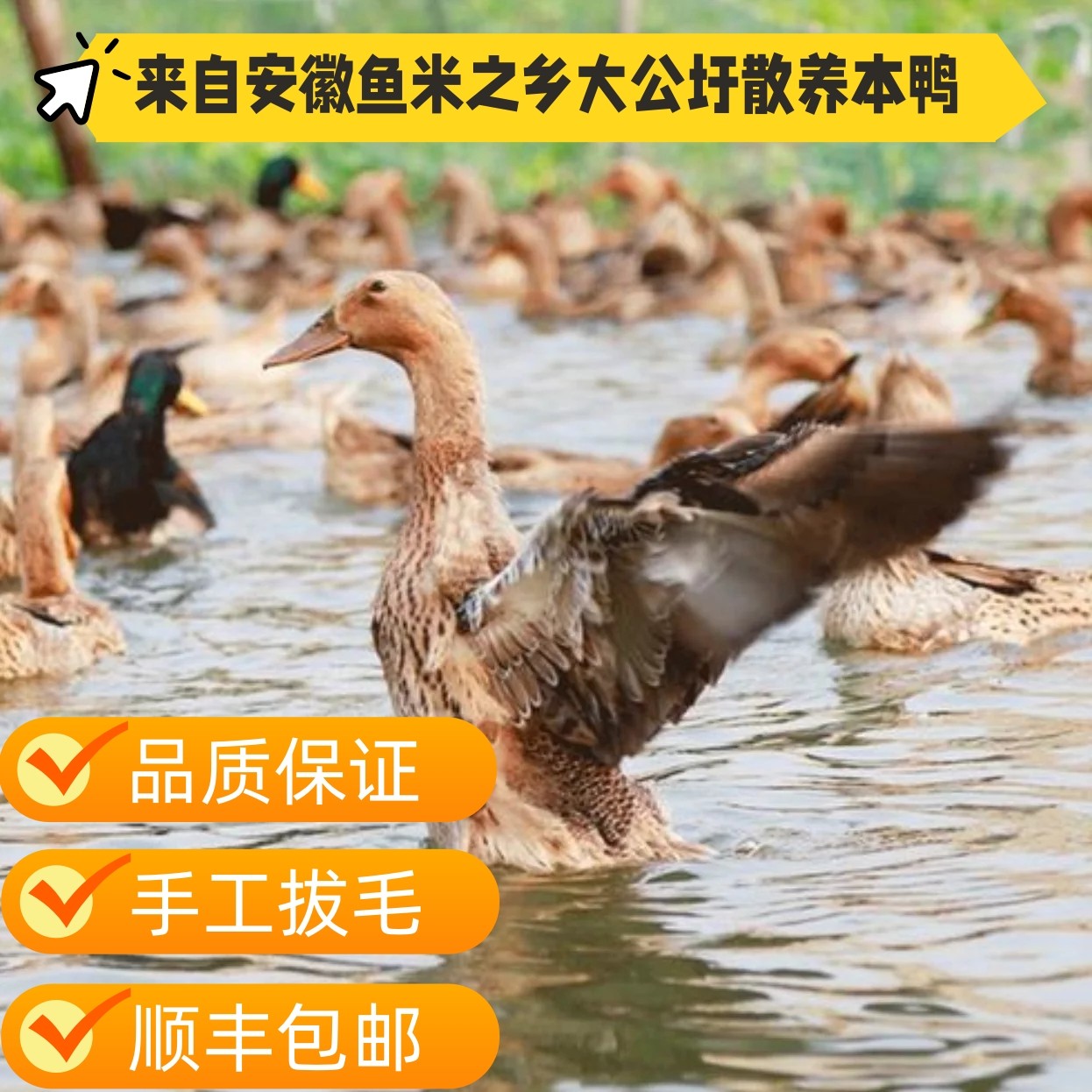 外婆家乡大公圩散养鸭