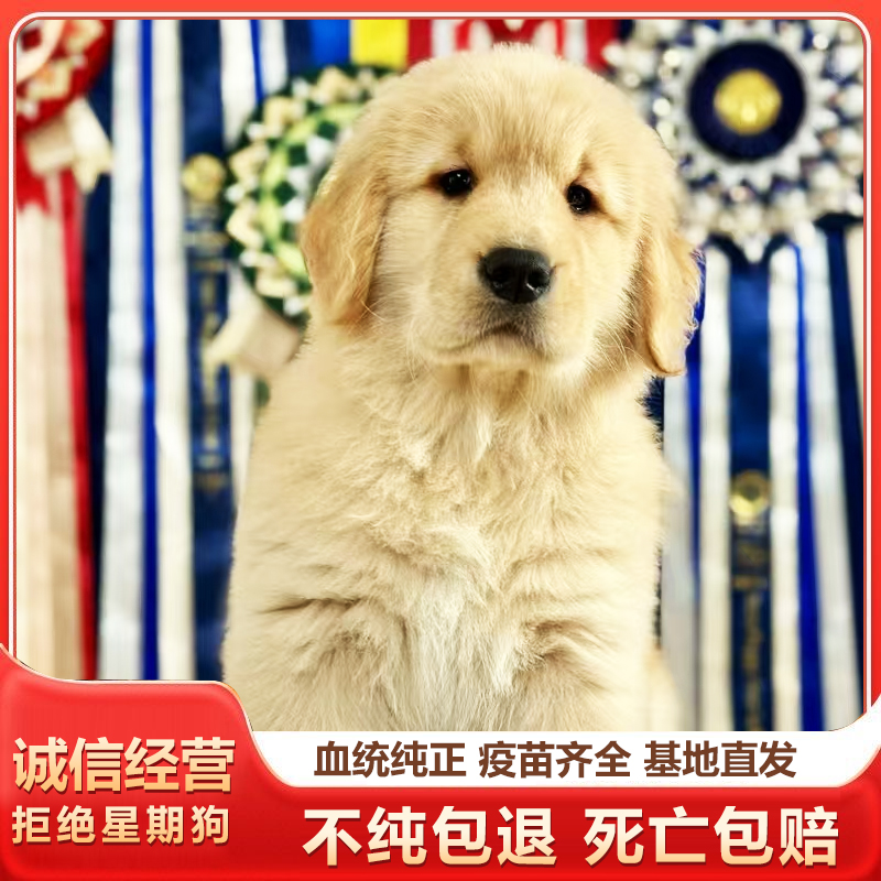 【金色秋天犬舍】狗狗活体
