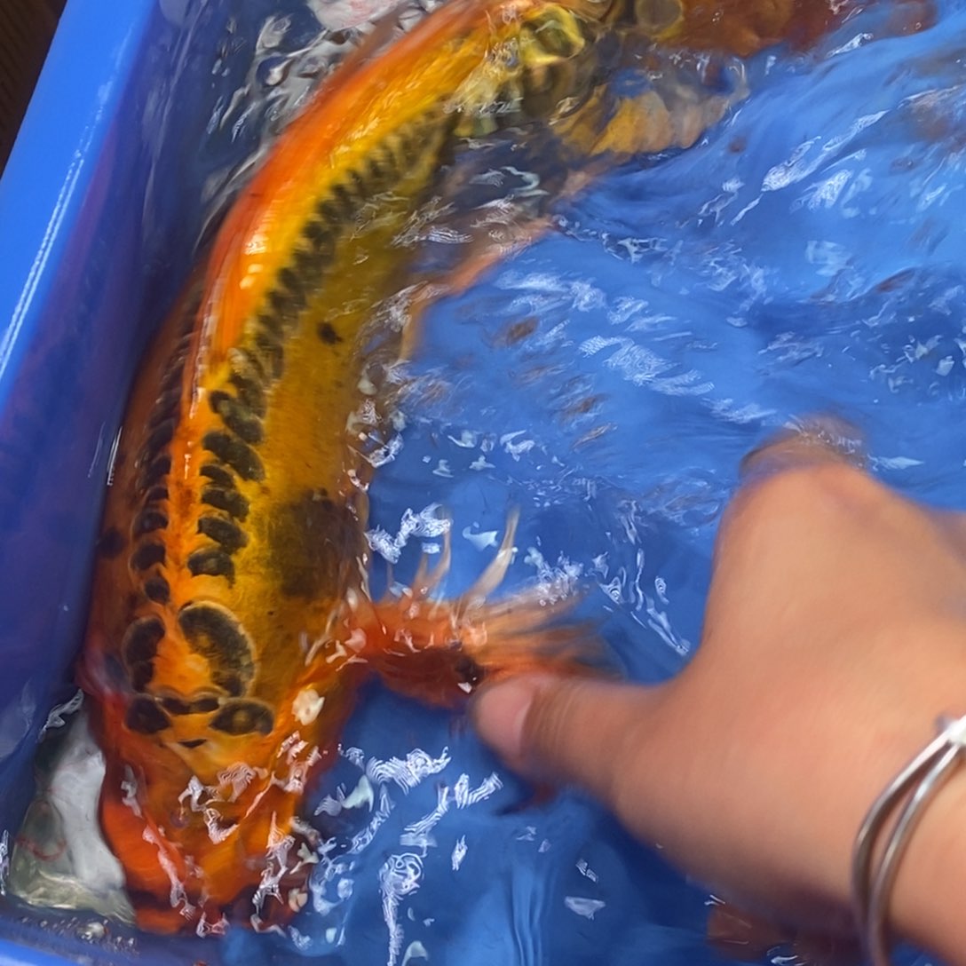 海水鱼冷水锦鲤包邮
