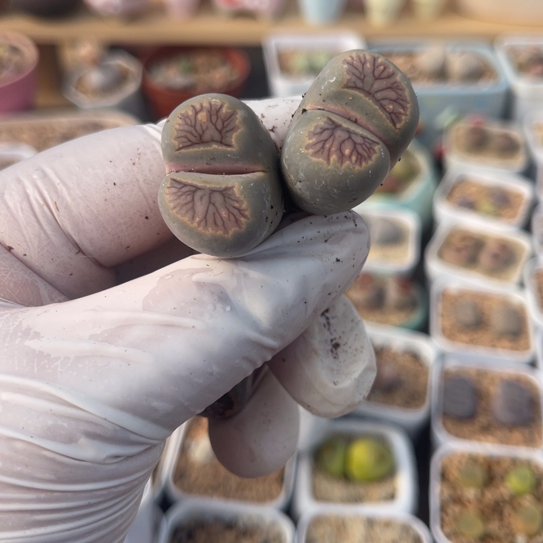 多肉植物一物一拍10