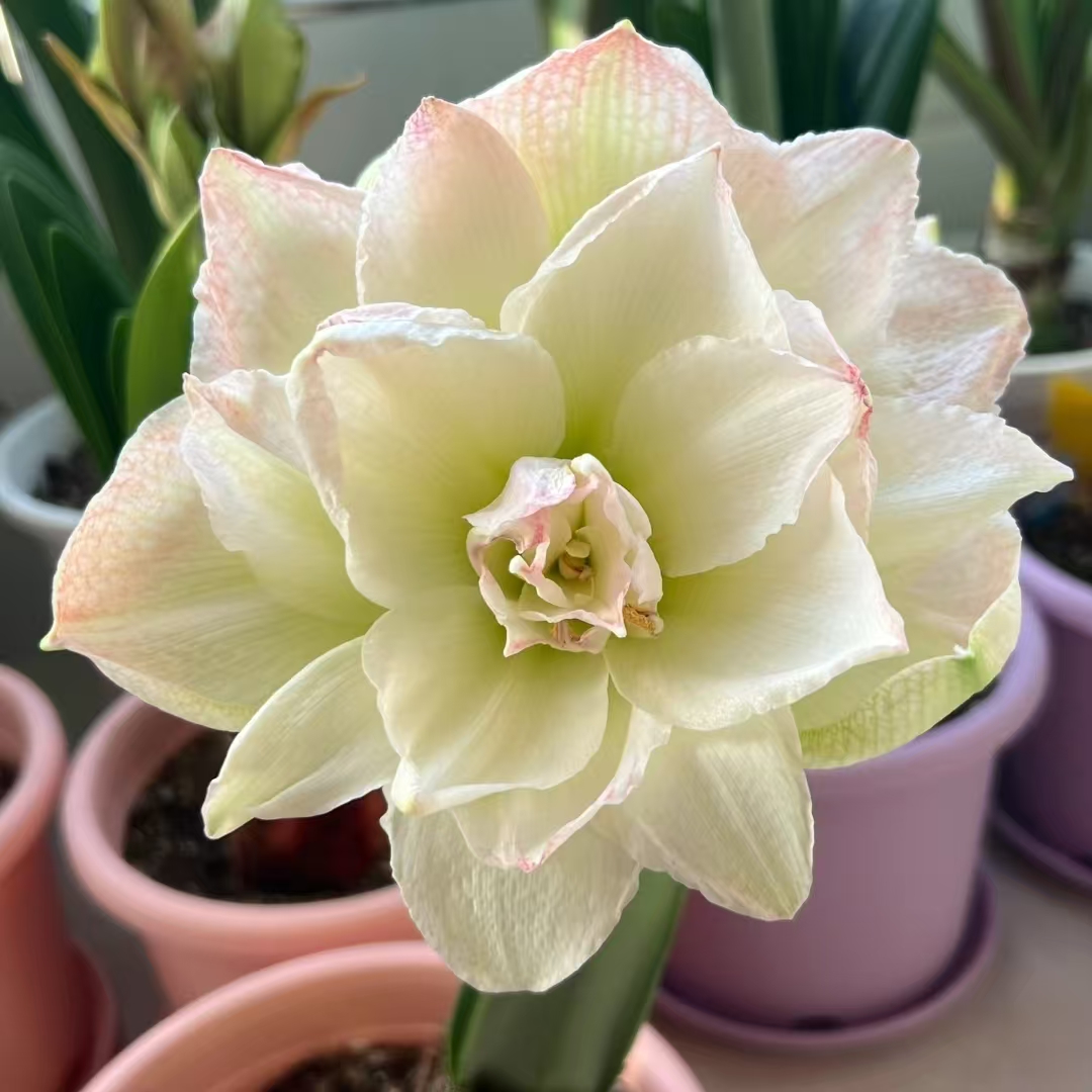 【北极铃声】2025年朱顶红进口新品盆栽  室内外必养