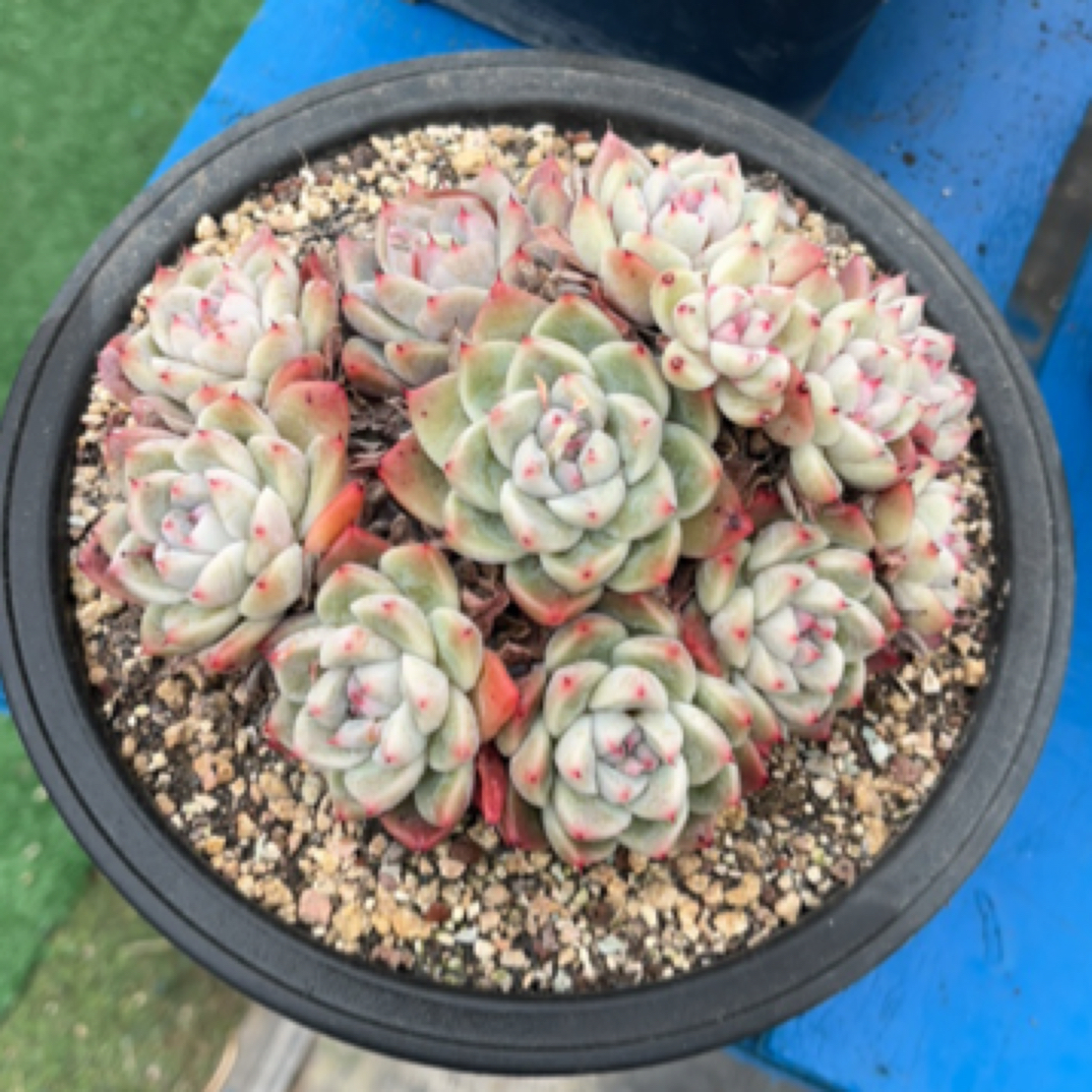 白底佳人 多肉植物