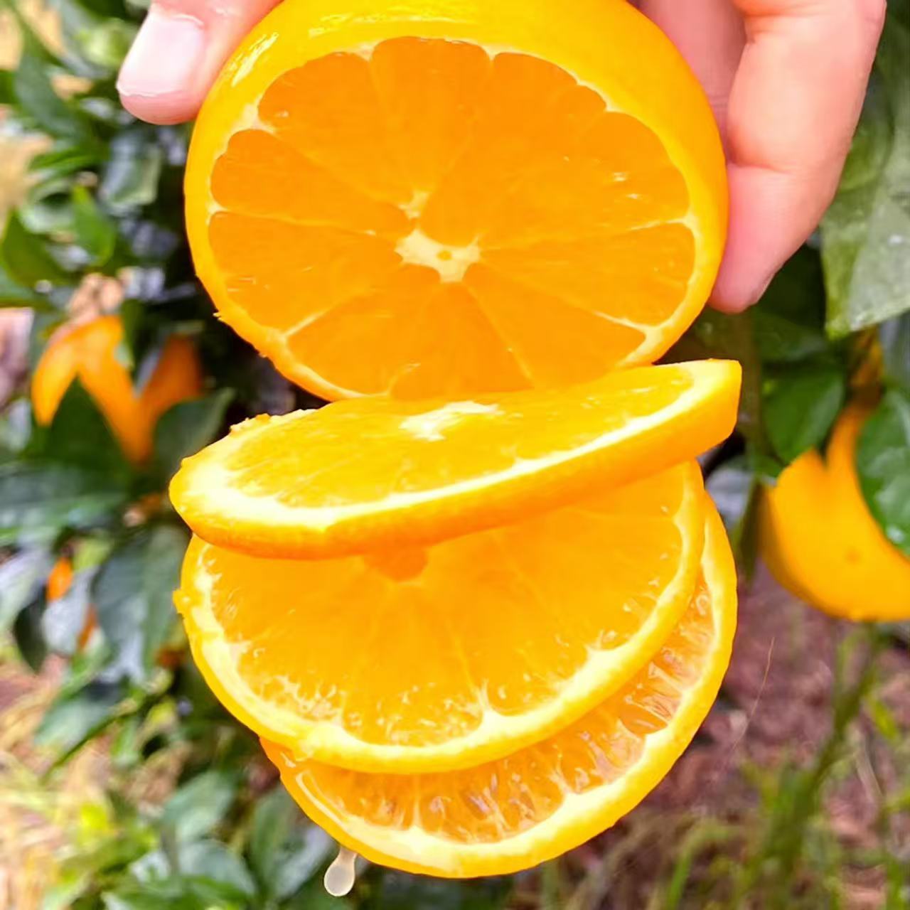 【三通一达  不指定】新鲜水果脐橙赣南脐橙纽荷尔