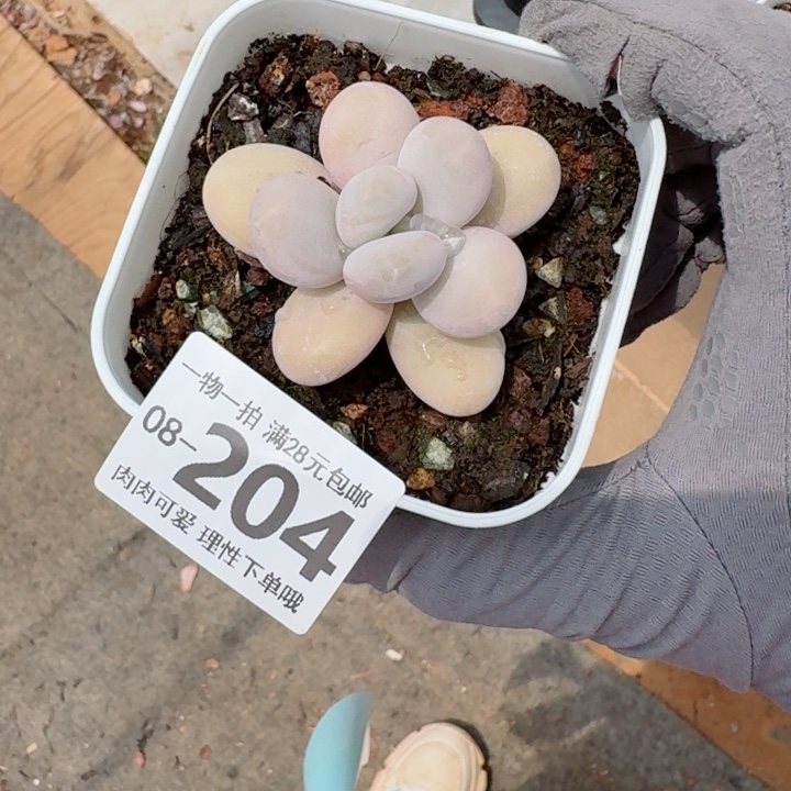 奶酪多肉植物多肉植物