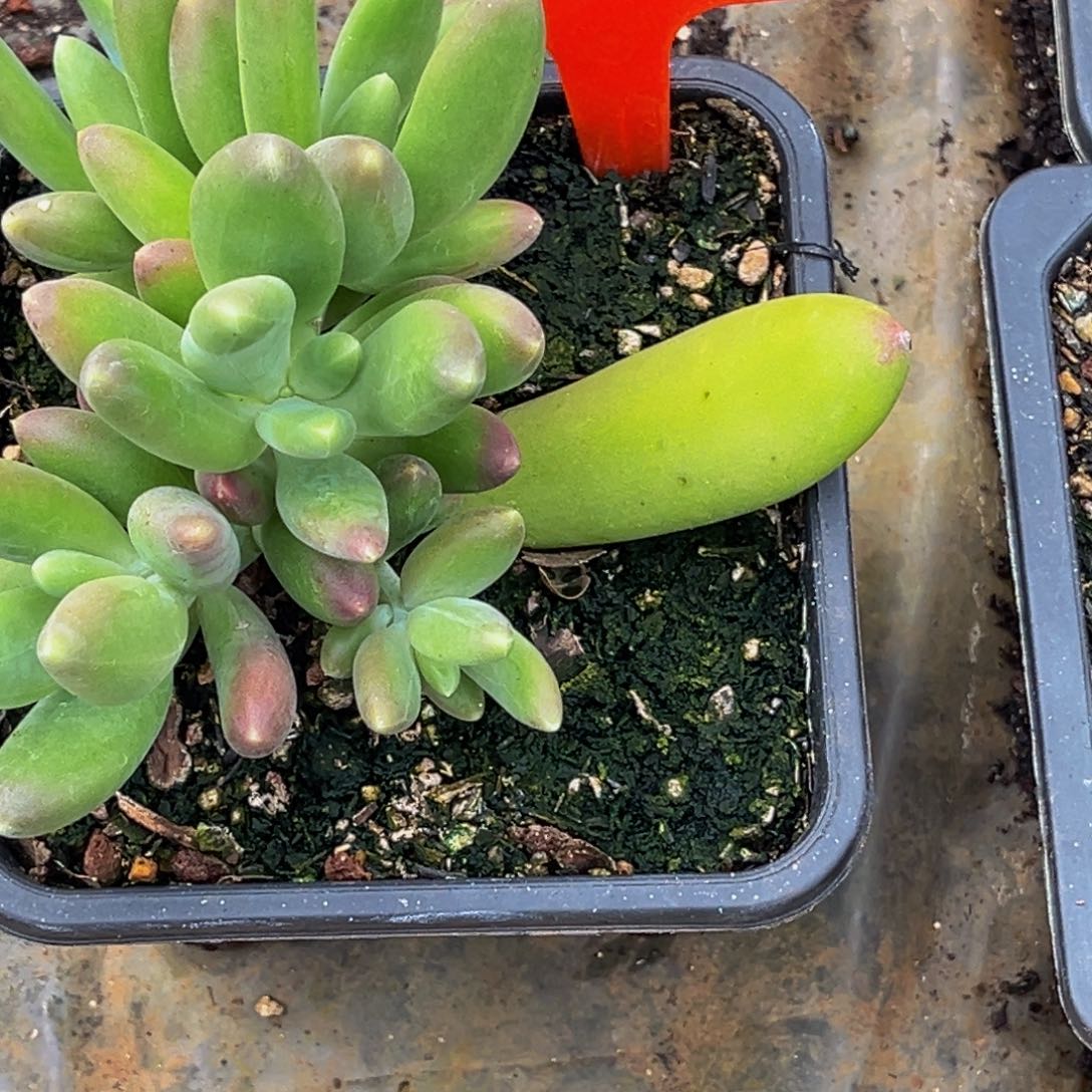 2318号上午多肉植物群生多肉