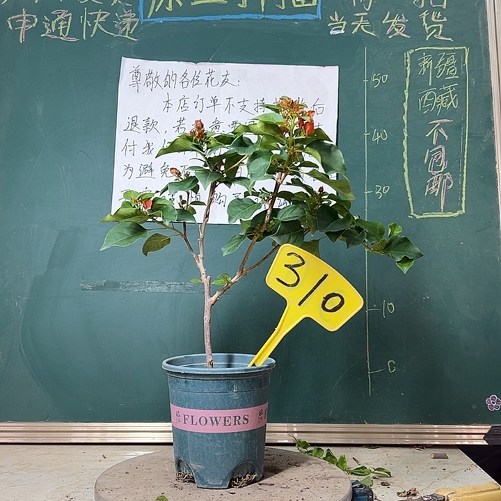 全部花苞暗斑夕阳红310