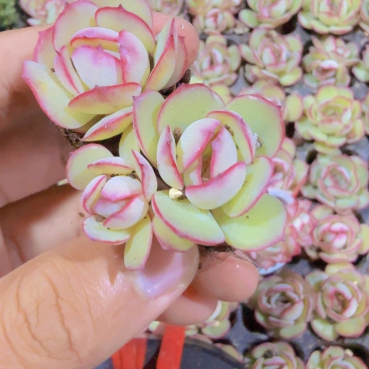 牡丹亭穴盘五颗一组