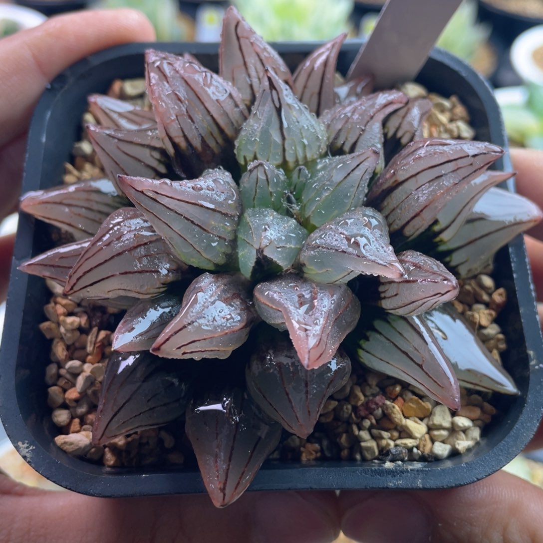 19.十二卷多肉控养西瓜寿。     