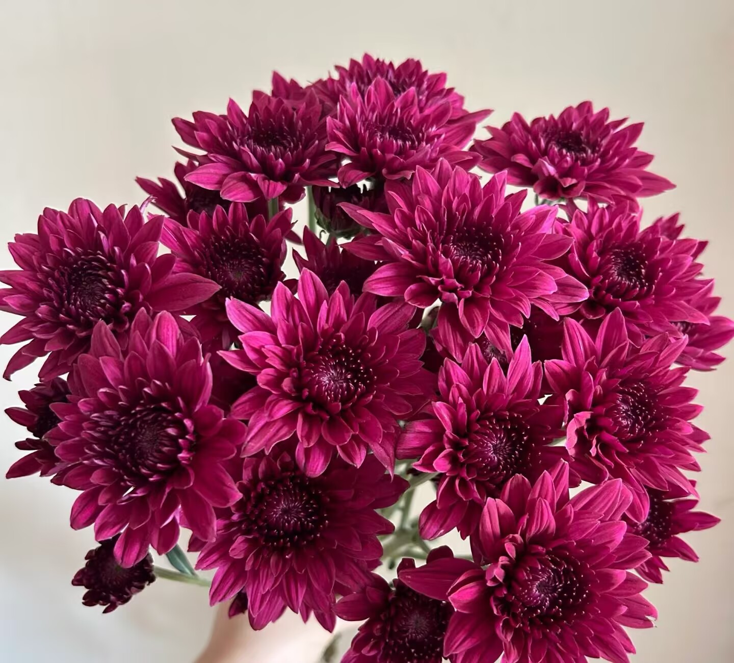紫丹特小雏菊一把（8到10支）   云南基地鲜花直发   家养水养