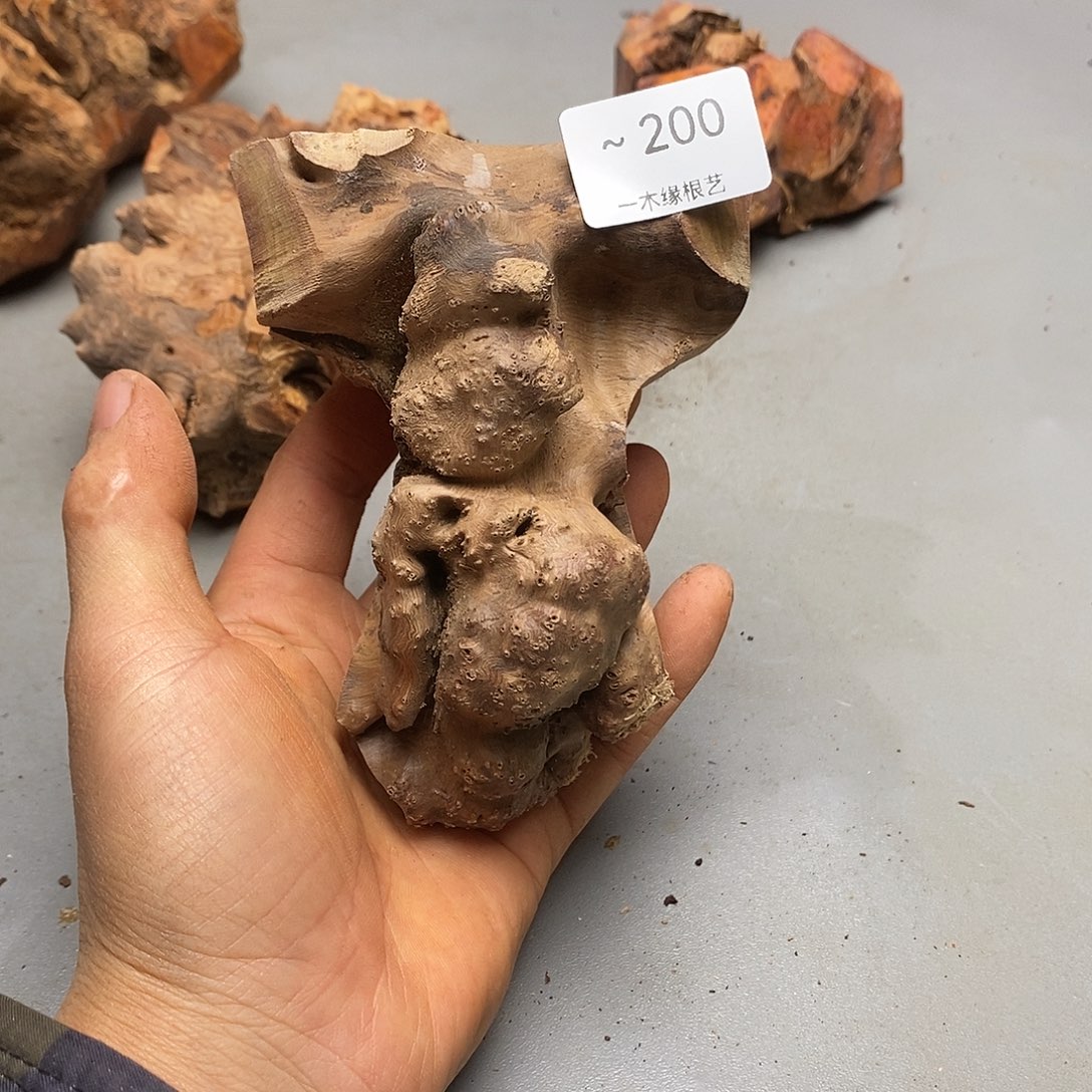 黑***娃无花朵        200