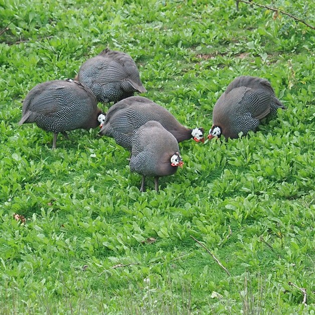 （珍珠鸡）庭院观赏鸡温顺好养爱吃草的宠物鸡珍珠鸡可直接散养