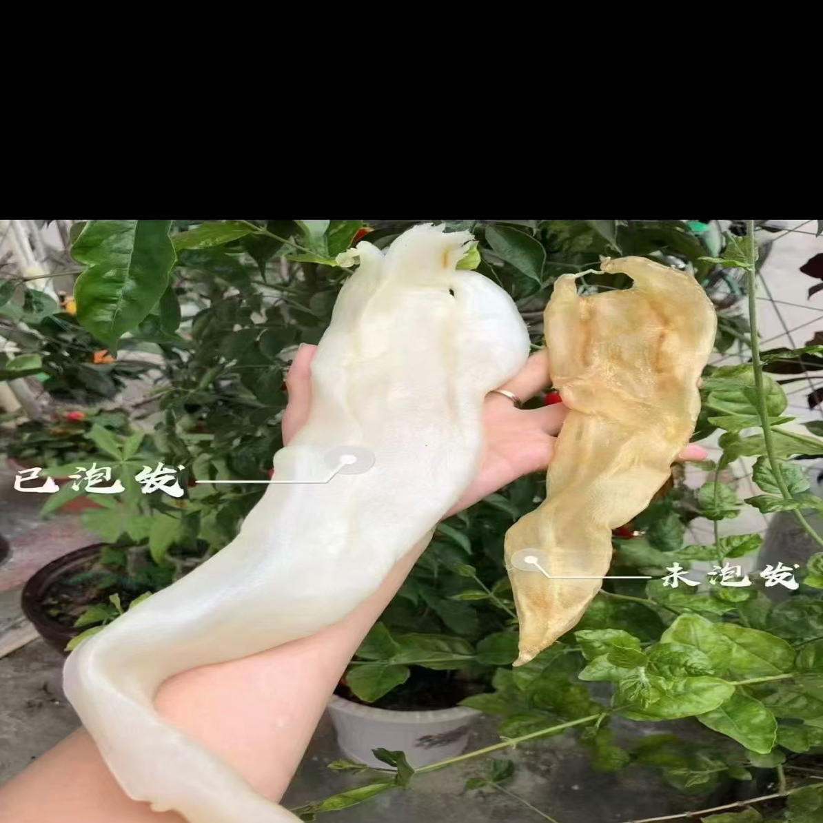 北海厚肉阴阳鳘鱼胶孕妈妈滋补可炖奶炖甜品