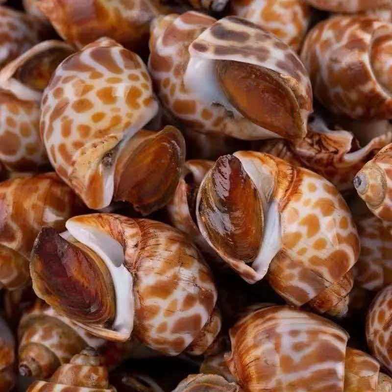 【拍2斤送2斤】鲜活速冻花螺新鲜海鲜螺类鲜甜急冻锁鲜无沙无水11/15【于芬】