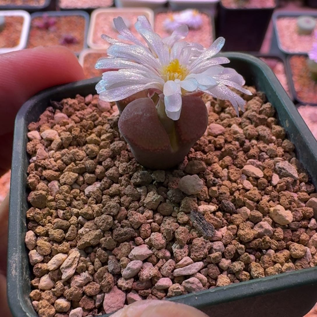 云缦精品番杏5.30 白花C10同属