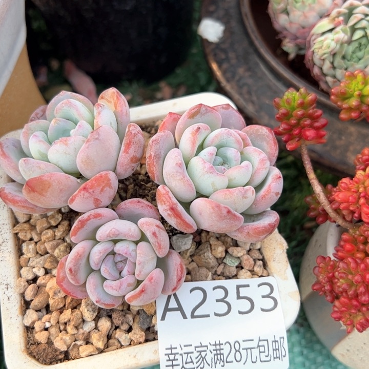 幸运的是我的，幸运的