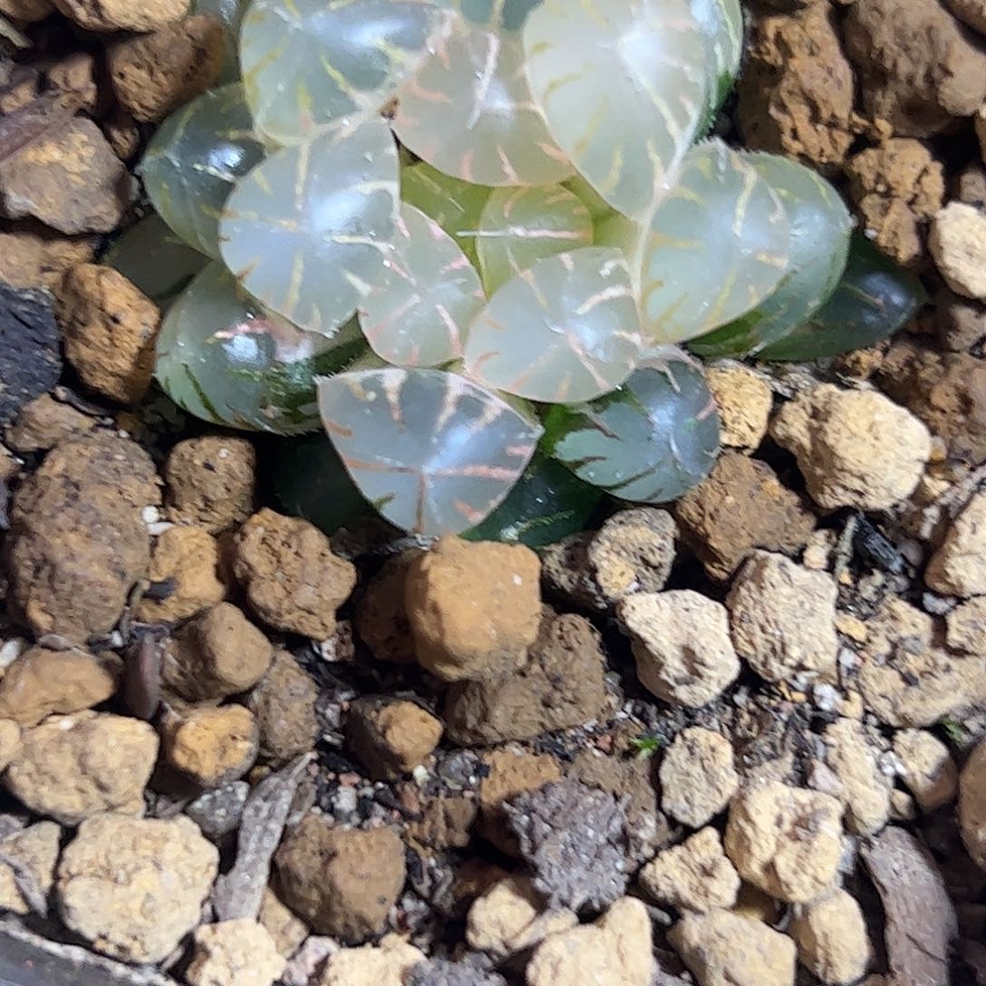 澈***糊斑冰灯锦十二卷多肉