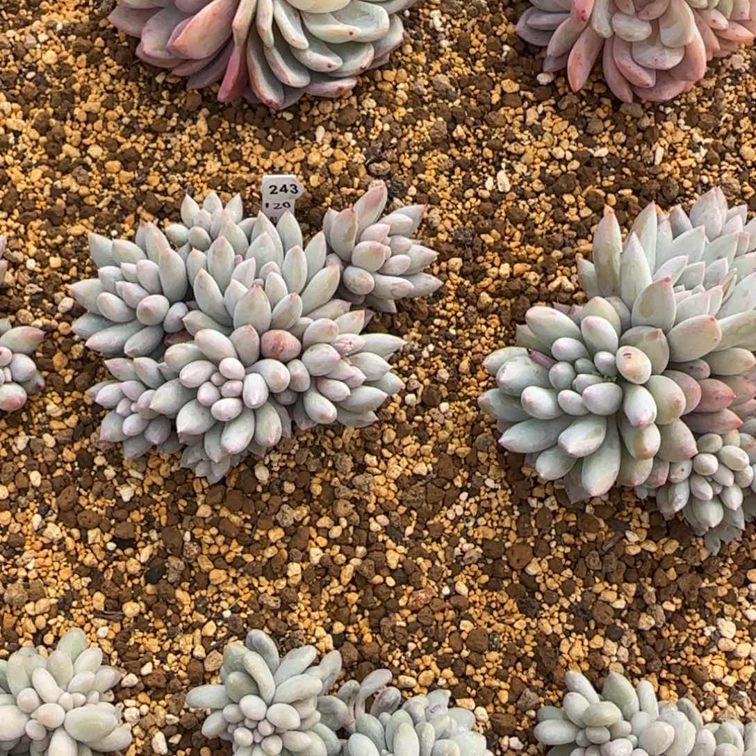 叶植庭多肉：所罗门243