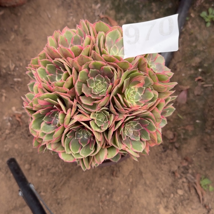 粉花妖970号法师多肉