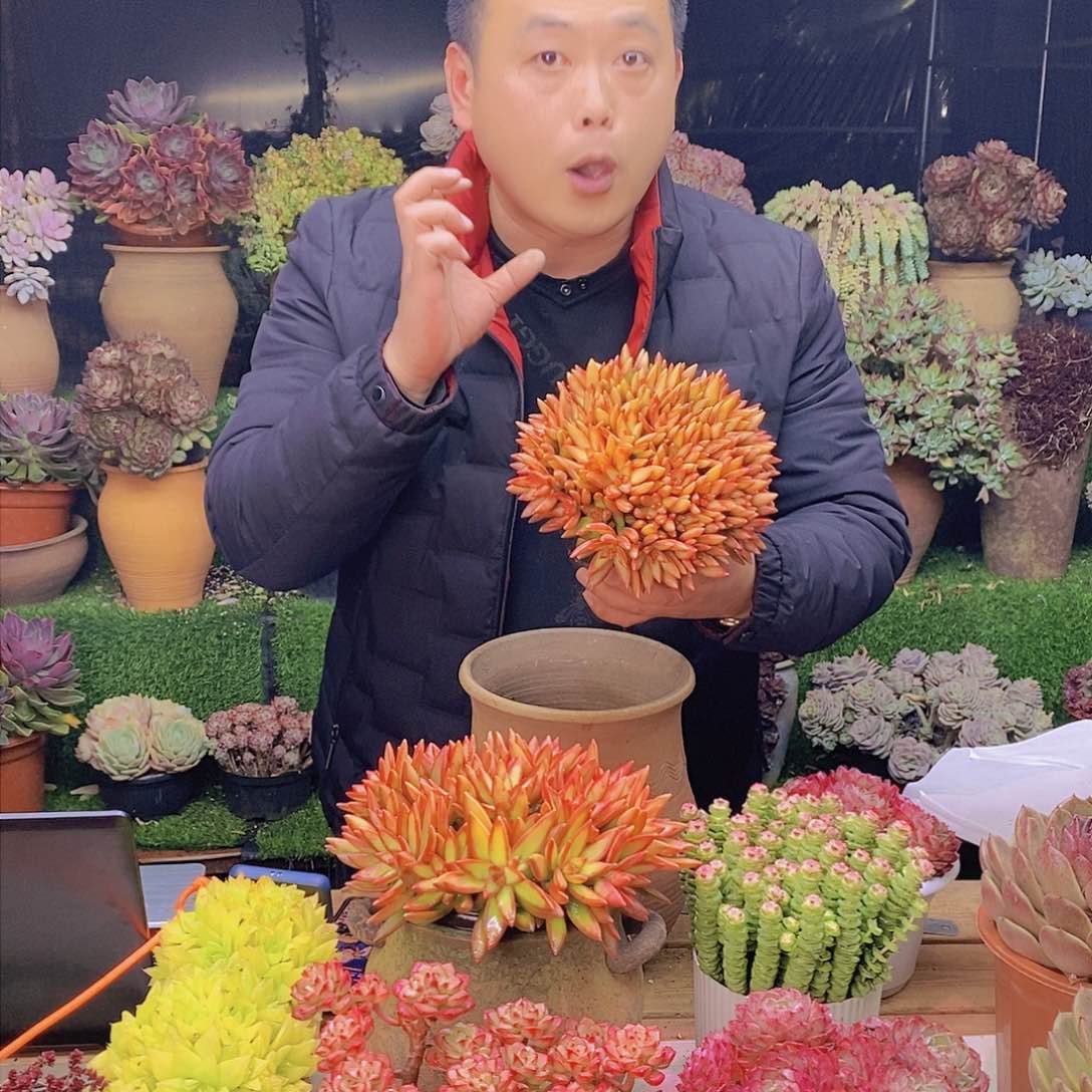 加州落日带盆土特价福利