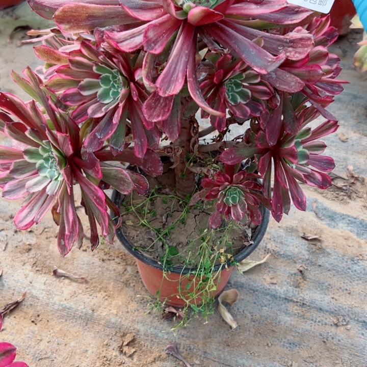 296水墨画多肉植物