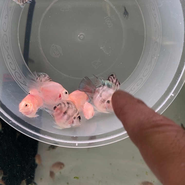 鹦鹉鱼一组六条一组六条