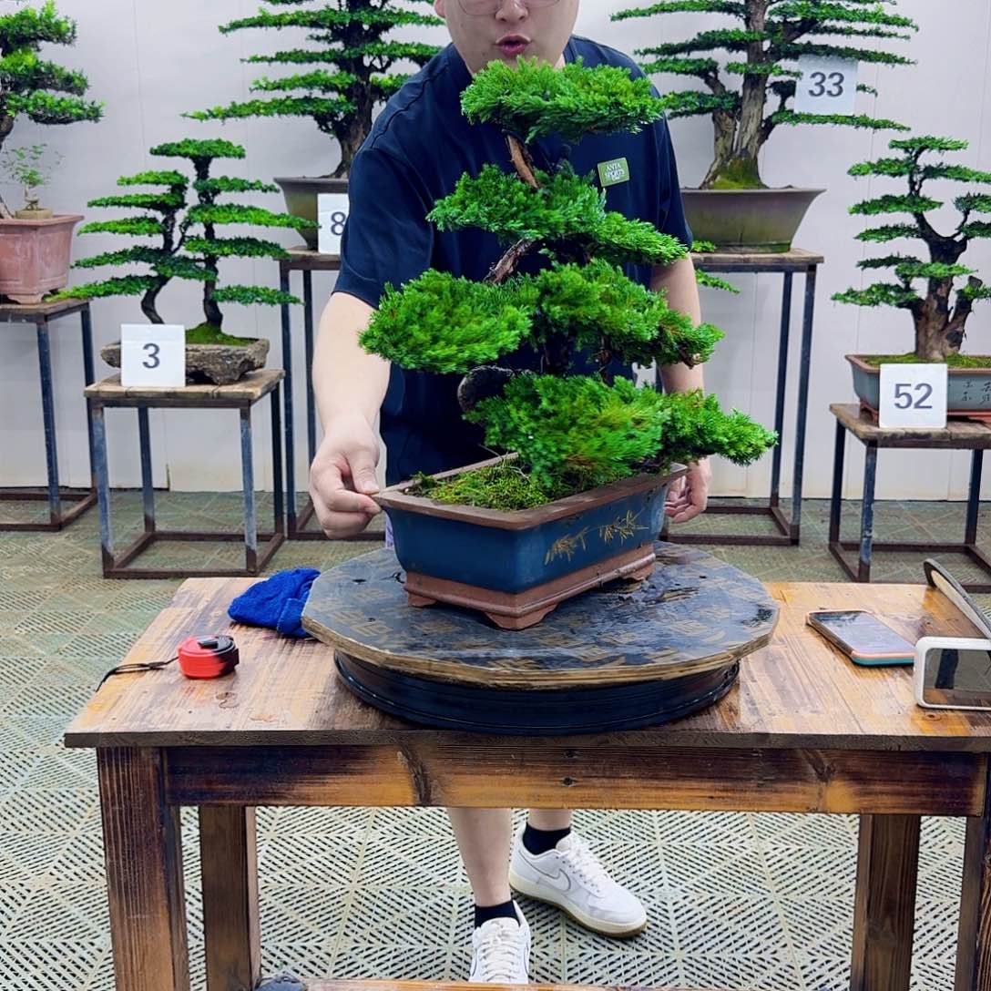 无花朵柏树造型盆景