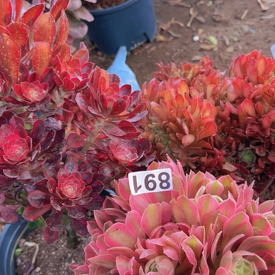 金**天多肉植物三个