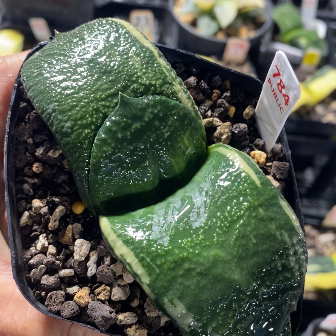 不开花植物784蜗牛
