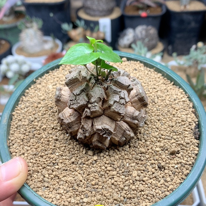 南非龟甲龙带盆5.3cm