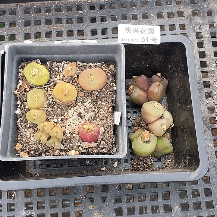 大***?桃喜花园0220-61打包