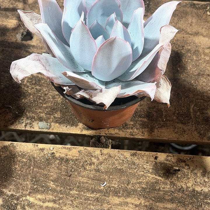 N***r广寒宫单头定向一颗