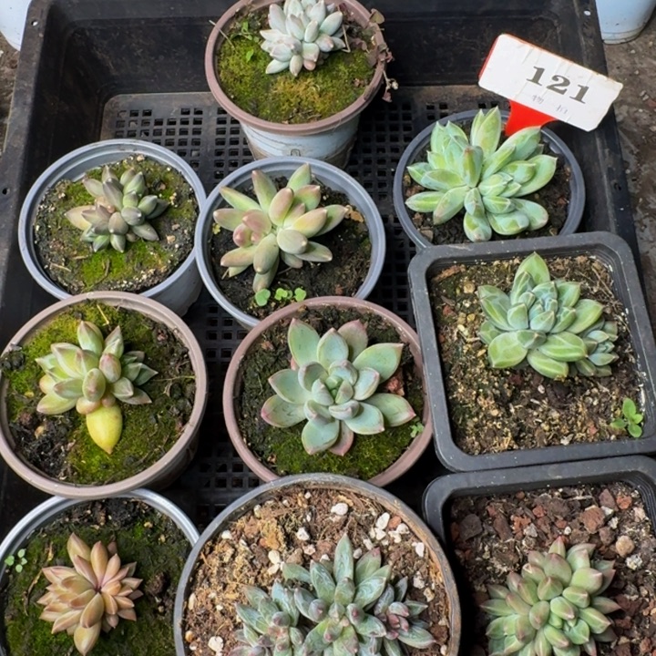 121多肉植物一物一拍