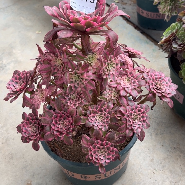 075红铜超白26厘米半木