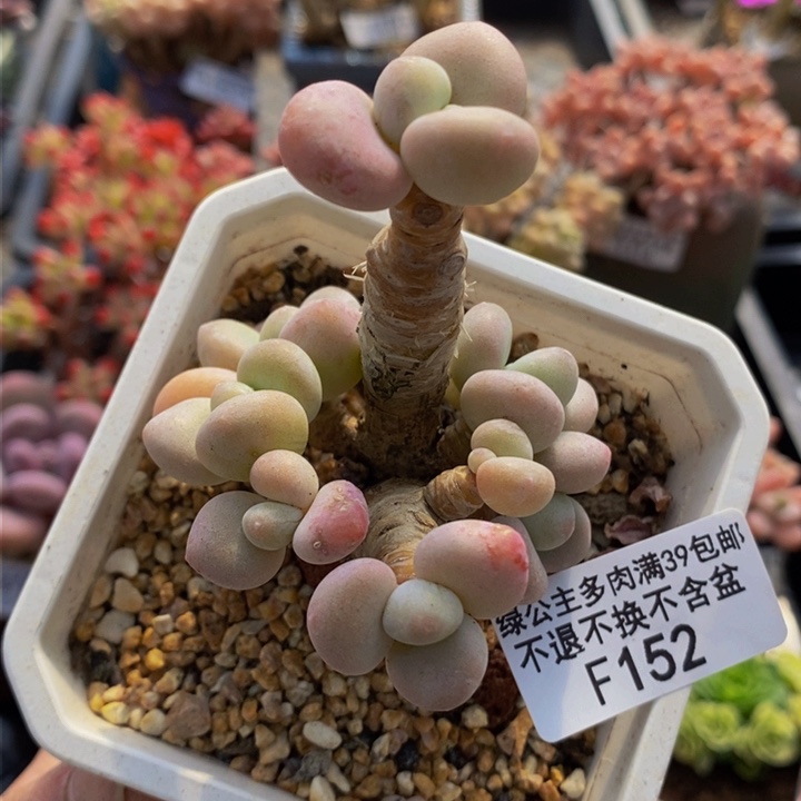 香水洛神老桩6cm162多肉植物