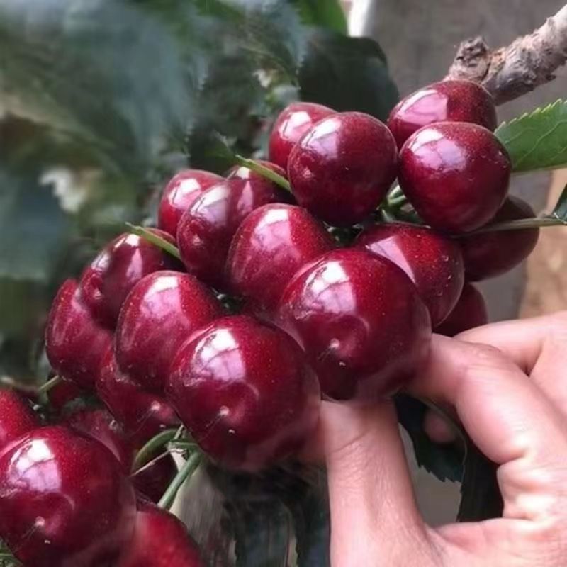 嫁接车厘子大樱桃树苗黄蜜美早南北方种植盆栽地栽果树苗