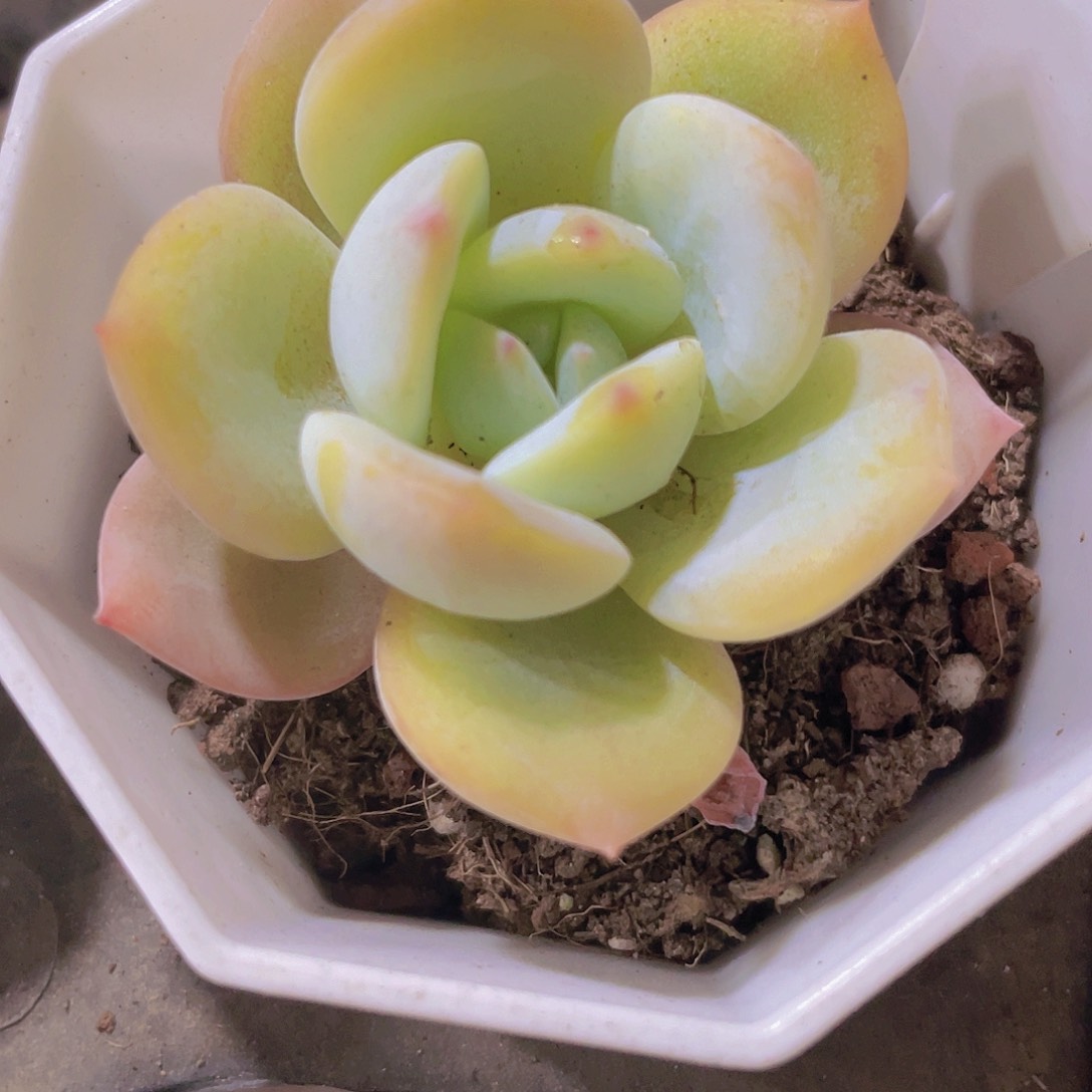 凤澄e050一物一拍